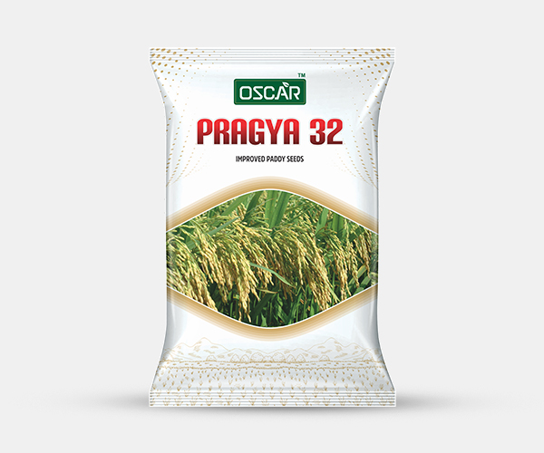 Pragya 32 Improved Paddy Seeds Packet